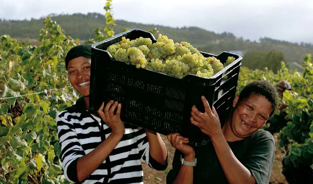 Spotlight on Cap Classique – South Africa’s signature sparkling wine