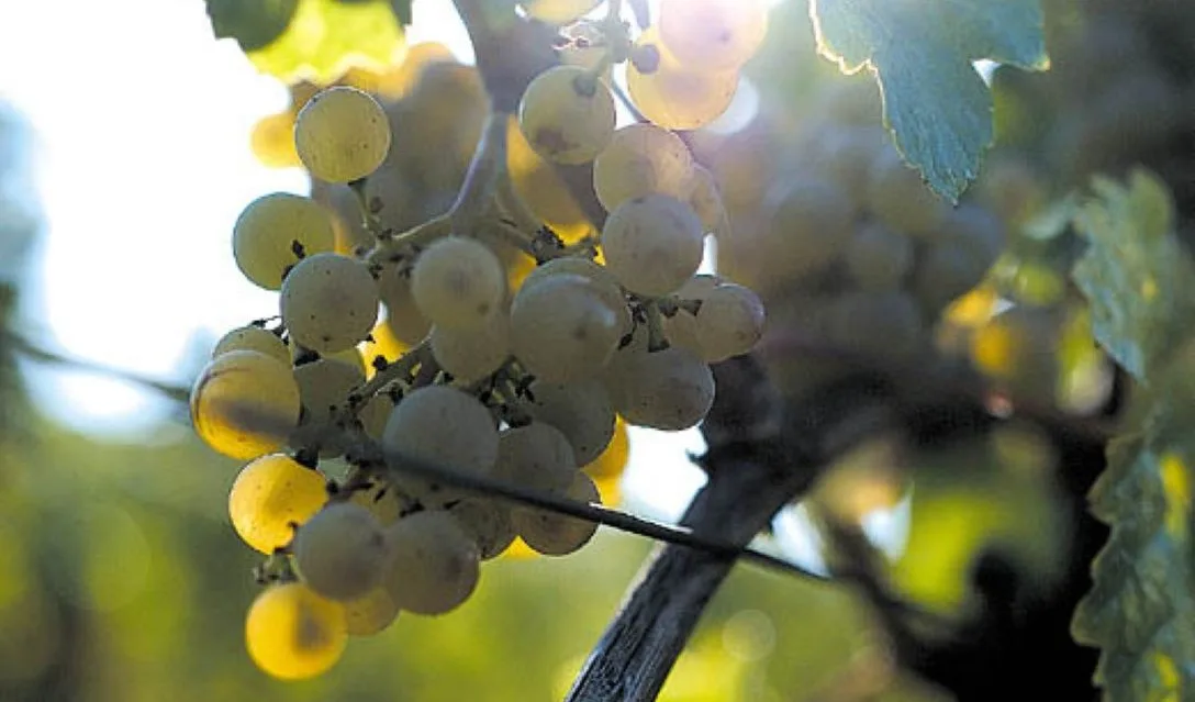 Grape Guide to Riesling - German Riesling - Image