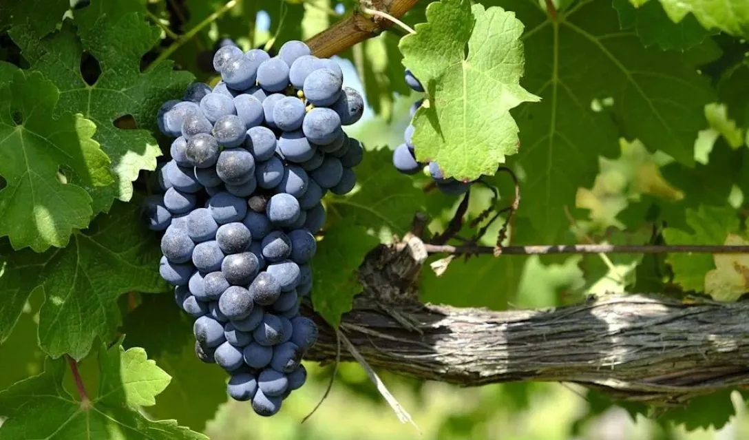 Malbec vs Merlot: Which to choose?