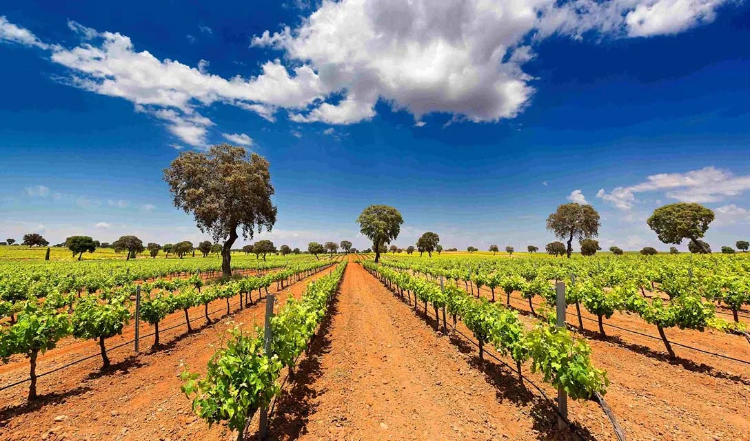 A simple guide to wine classifications around the world