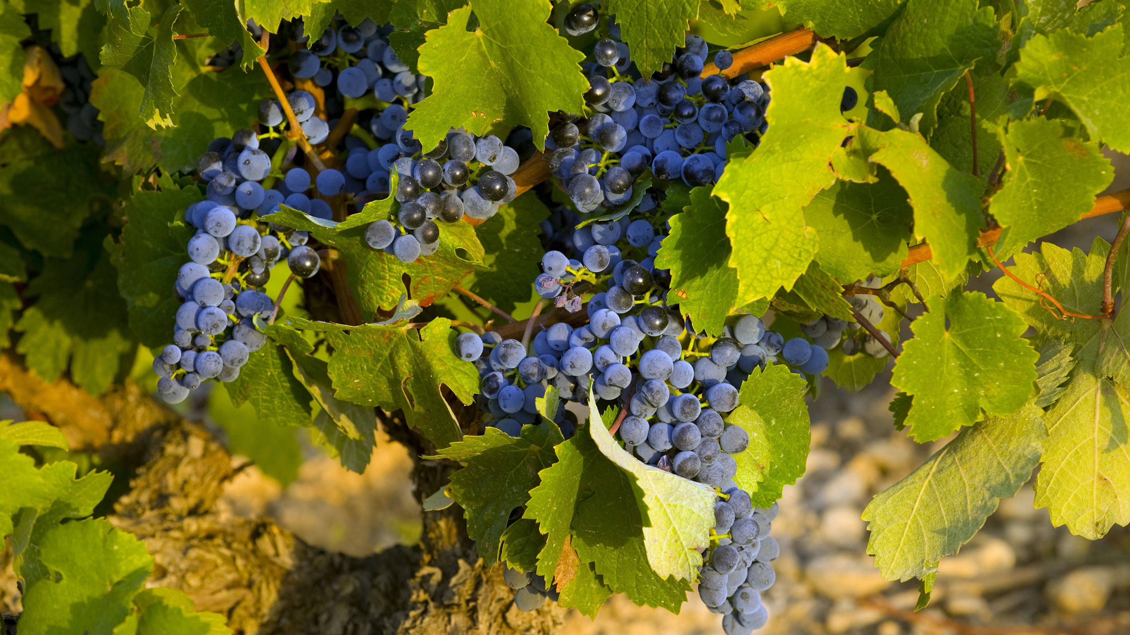 Clusters of dark grapes hanging from a vine among green leaves in bright vineyard sunlight.