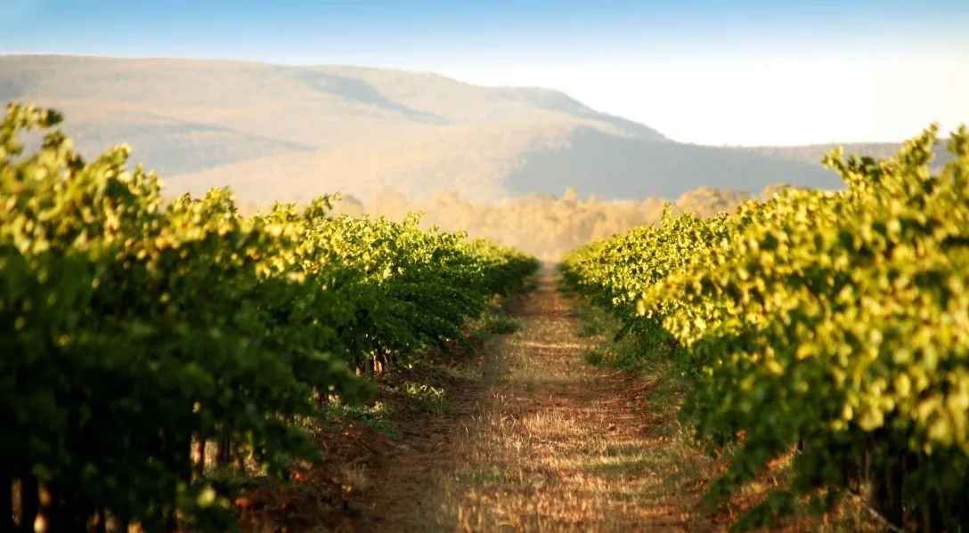 Guide to Viognier - Australia region - image