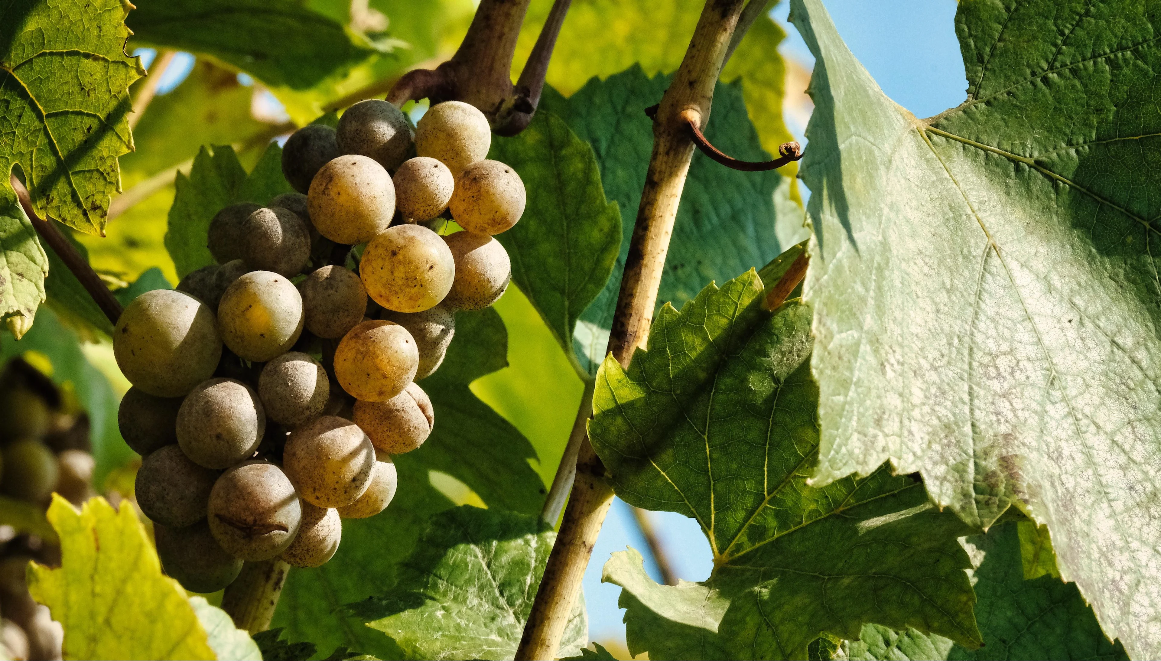 Cluster of ripe pale green grapes hanging from a vine, surrounded by large green leaves in sunlight.