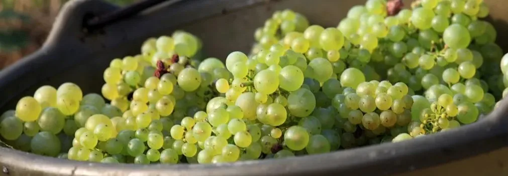 chardonnay grapes