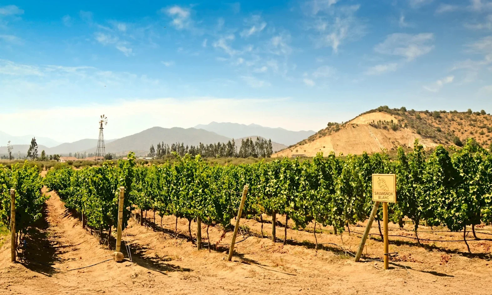 Rows of Sauvignon Blanc grapevines in a vineyard with mountains and a windmill under a bright blue sky.
