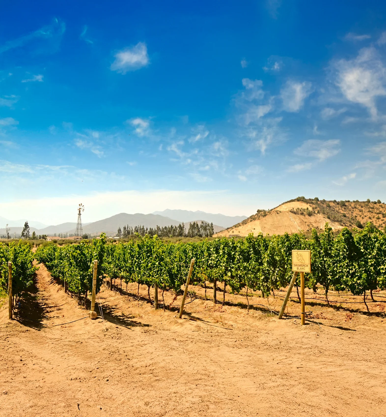 what is sauvignon blanc image