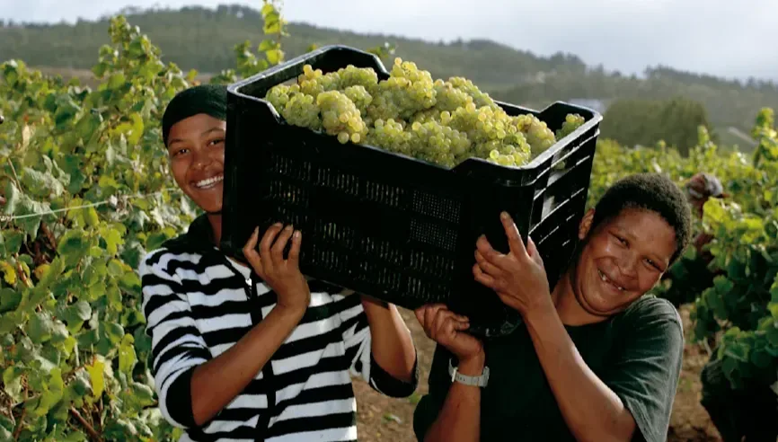 Two vineyard workers carrying a crate of pale green grapes during harvest among vine rows.