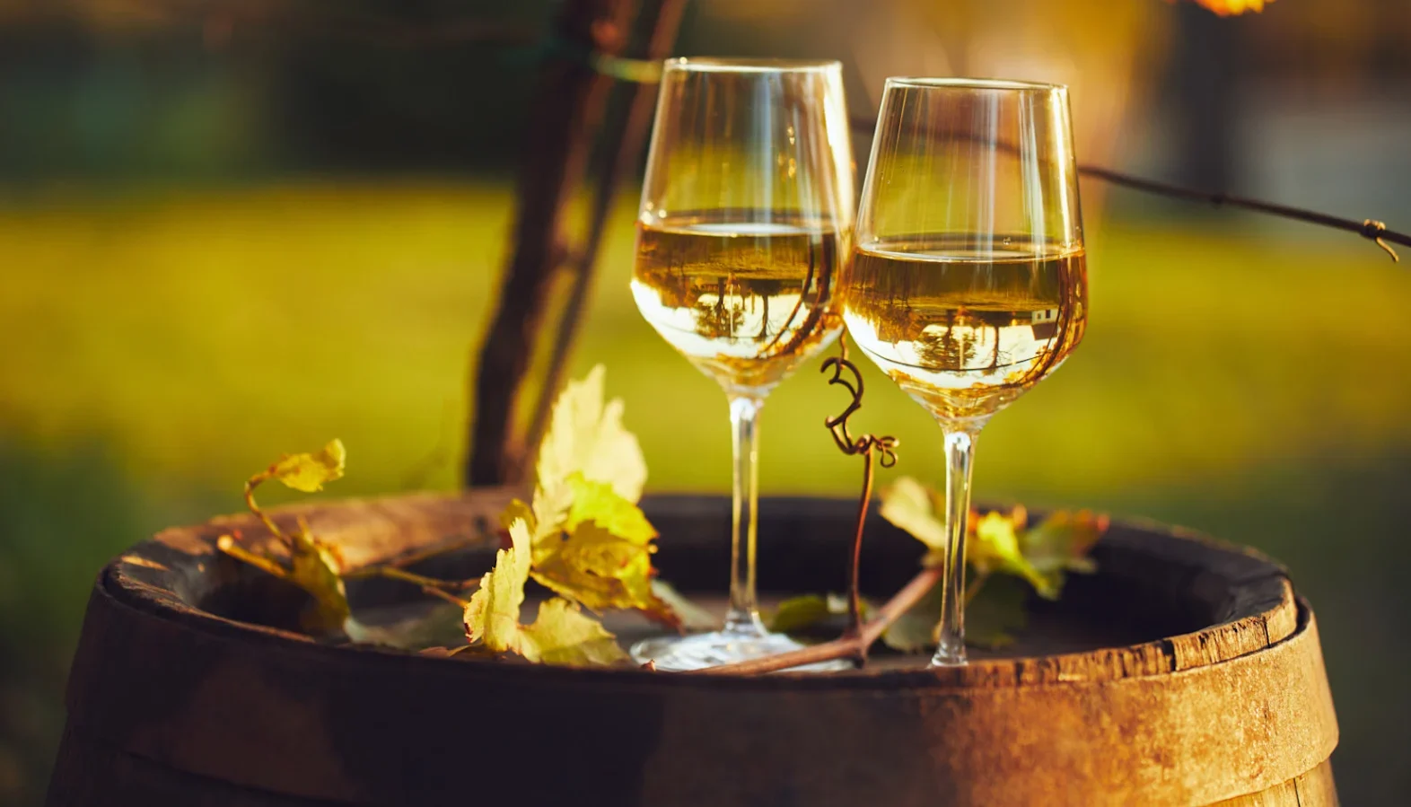 Two glasses of white wine on a wooden barrel with vine leaves in warm golden sunlight.