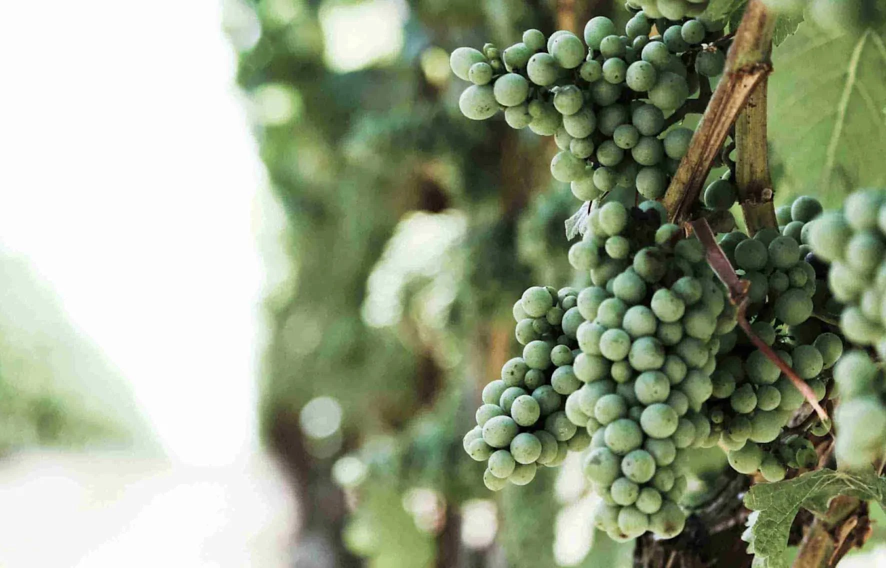 BLOG REBUILD - Beginners Guide to Prosecco - Image 3