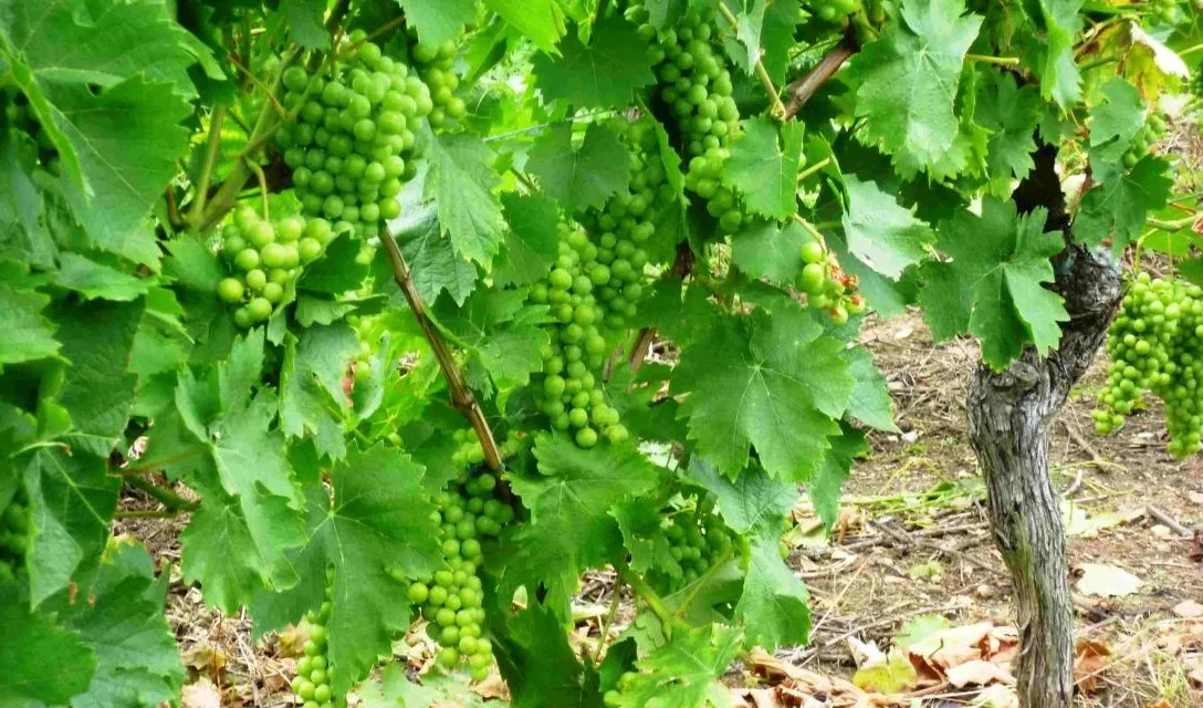 Simple Guide to Alsace - Grapes - 1 - Image