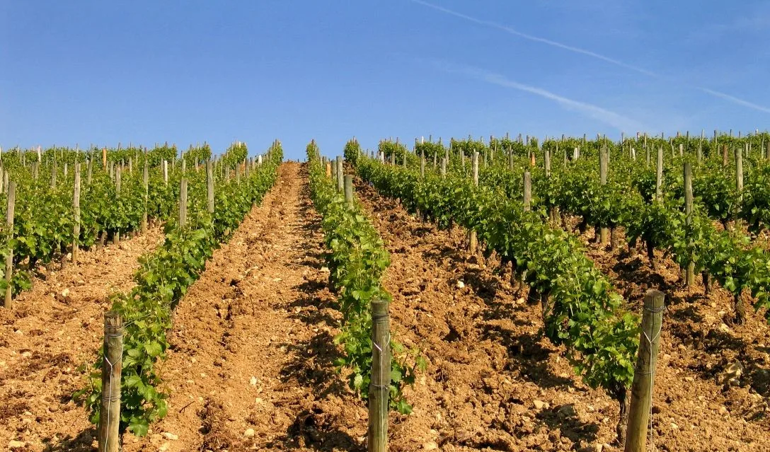 Wines of the Loire Valley - What makes it special? - Image