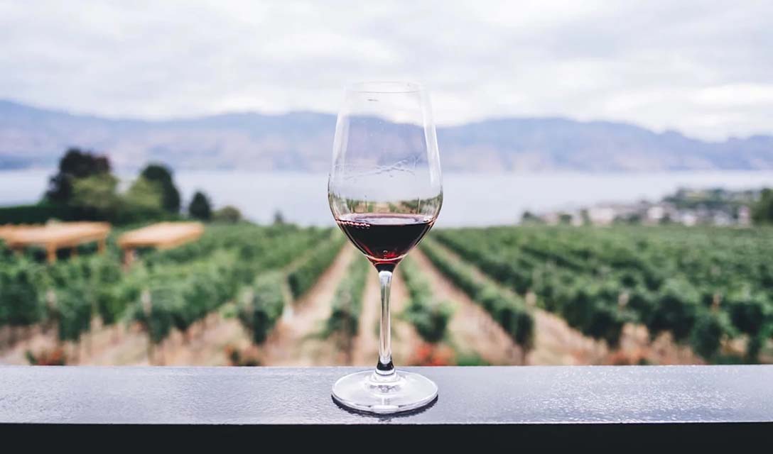 Pinot Noir vs Merlot