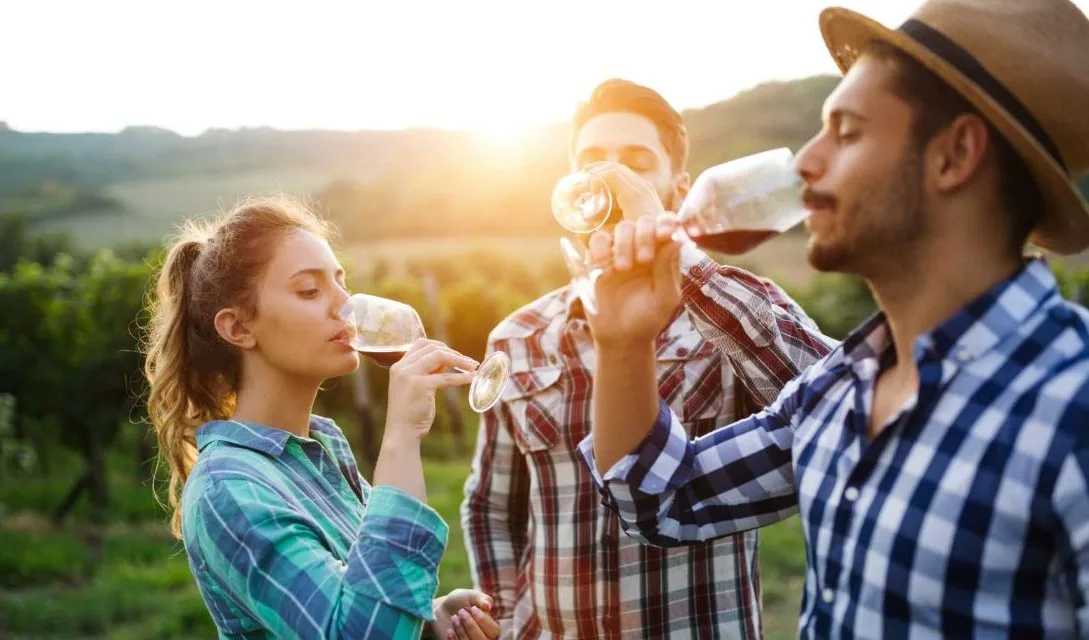 Blog promo - Beginner's guide to wine - Image