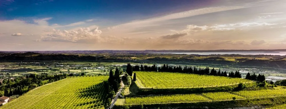 Prosecco vs Champagne - Where are they from - Image