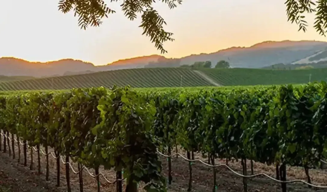 World's Most Popular Wine Regions - Blog - Image