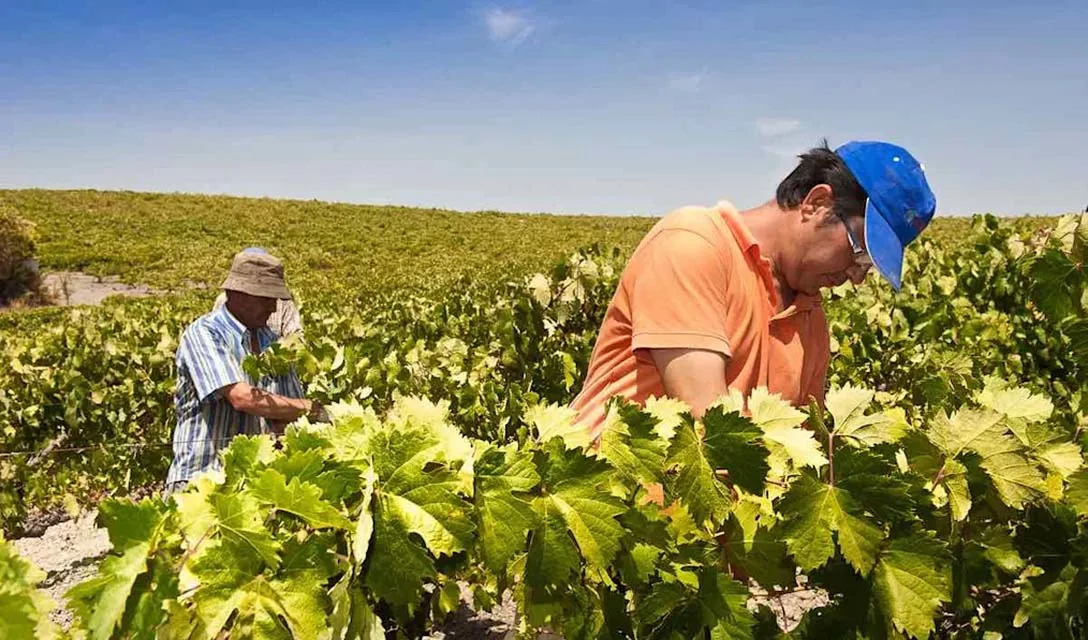 Discover the 5 best Spanish wine regions to visit