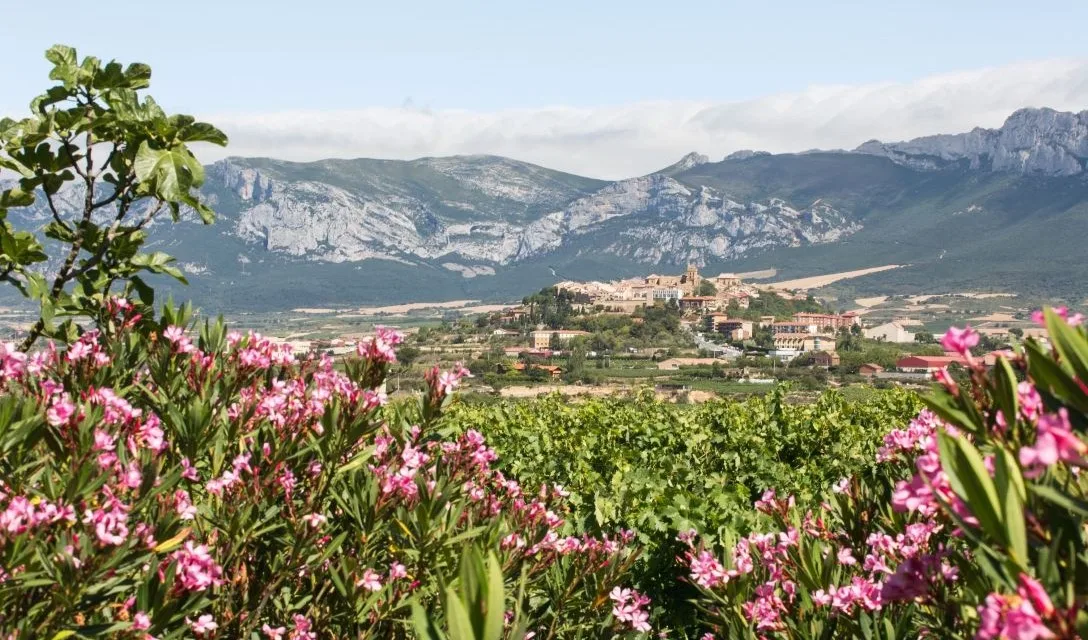 Discover the 5 best Spanish wine regions to visit