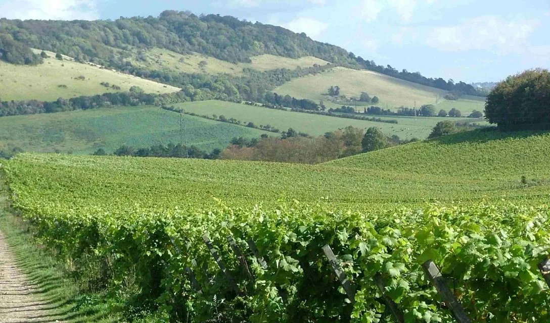 english vineyard
