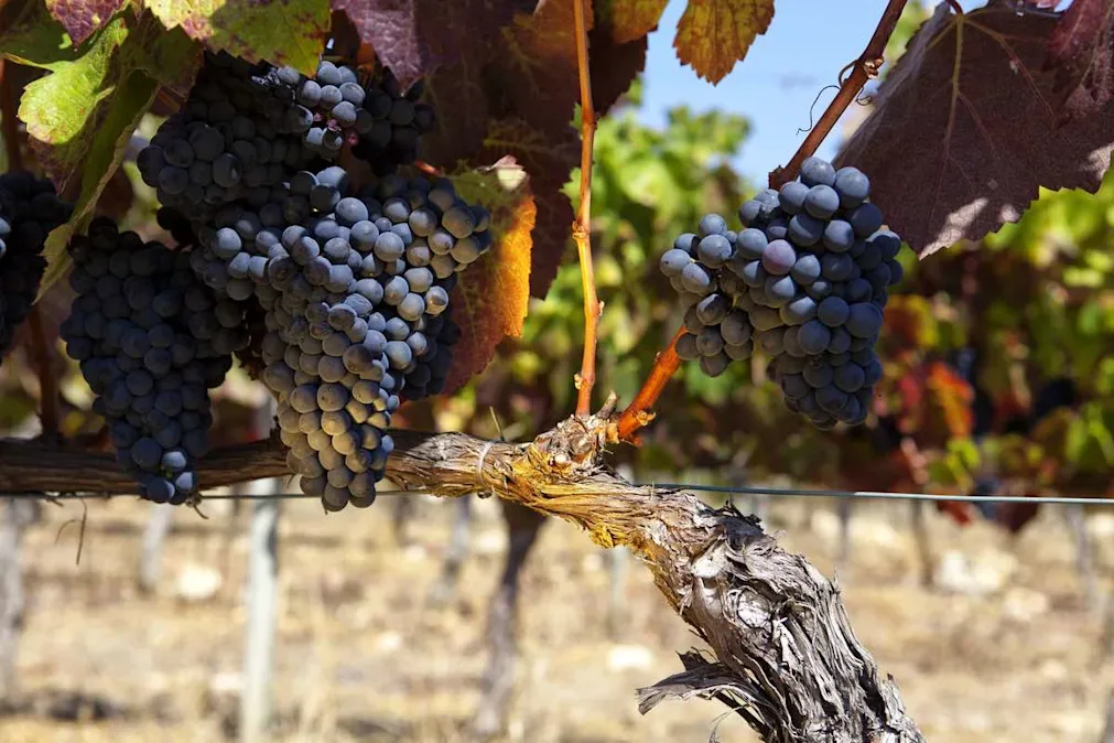 Clusters of dark grapes hanging from a vine with leaves turning red and yellow.