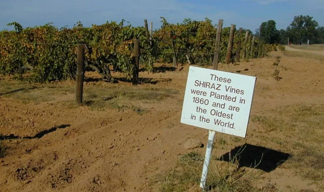 Shiraz vs Syrah - What's the difference - Image