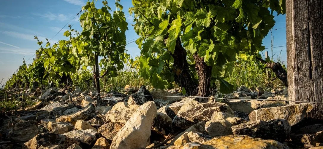 Wines of the Loire Valley - Sancerre - Image