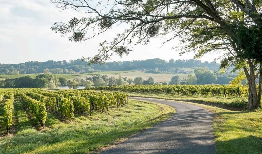 Noble Grape Varieties - 5 noble grapes of bordeaux - Image