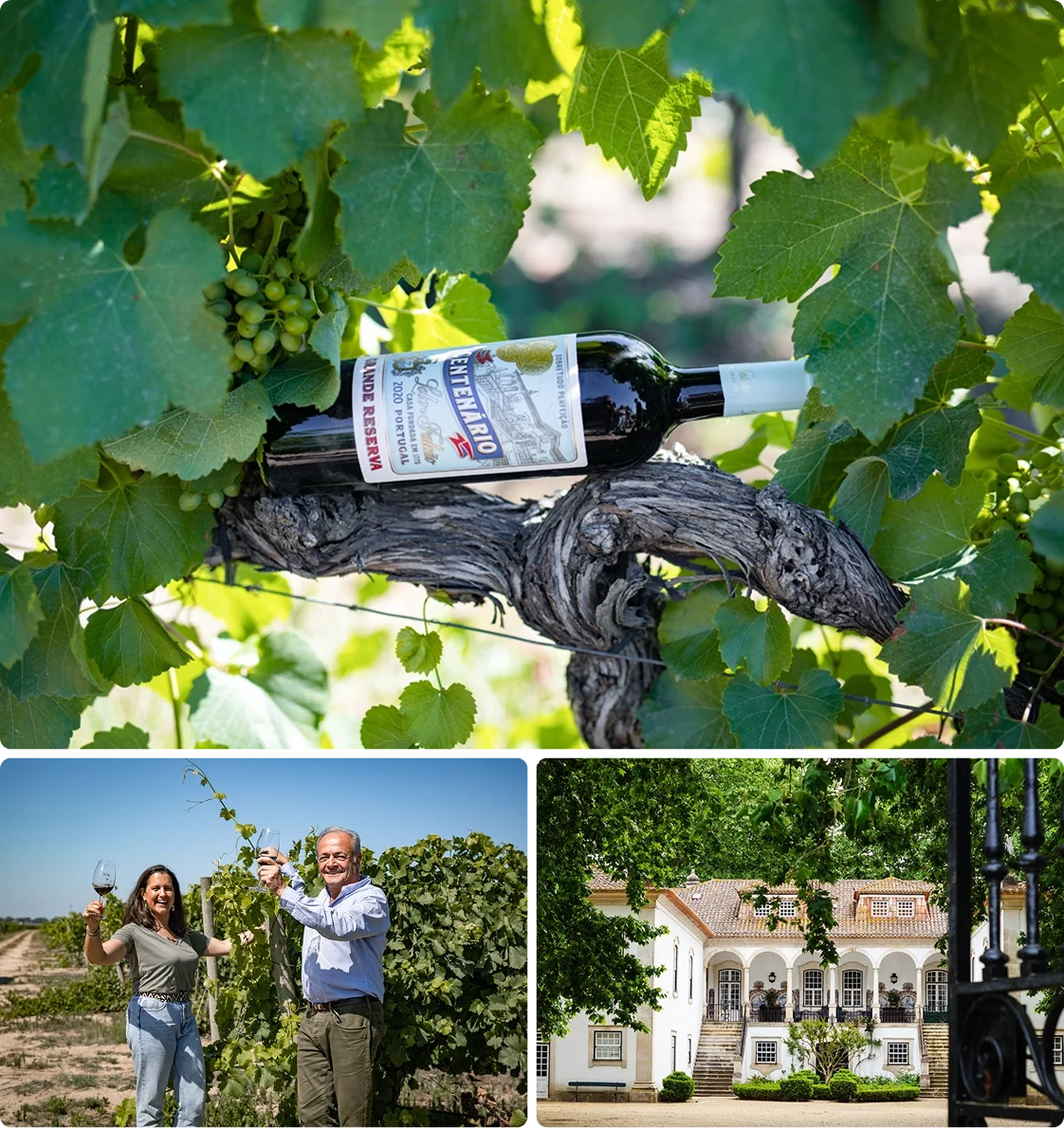 Vineyard Partners - Lobo - Intro section grid image 