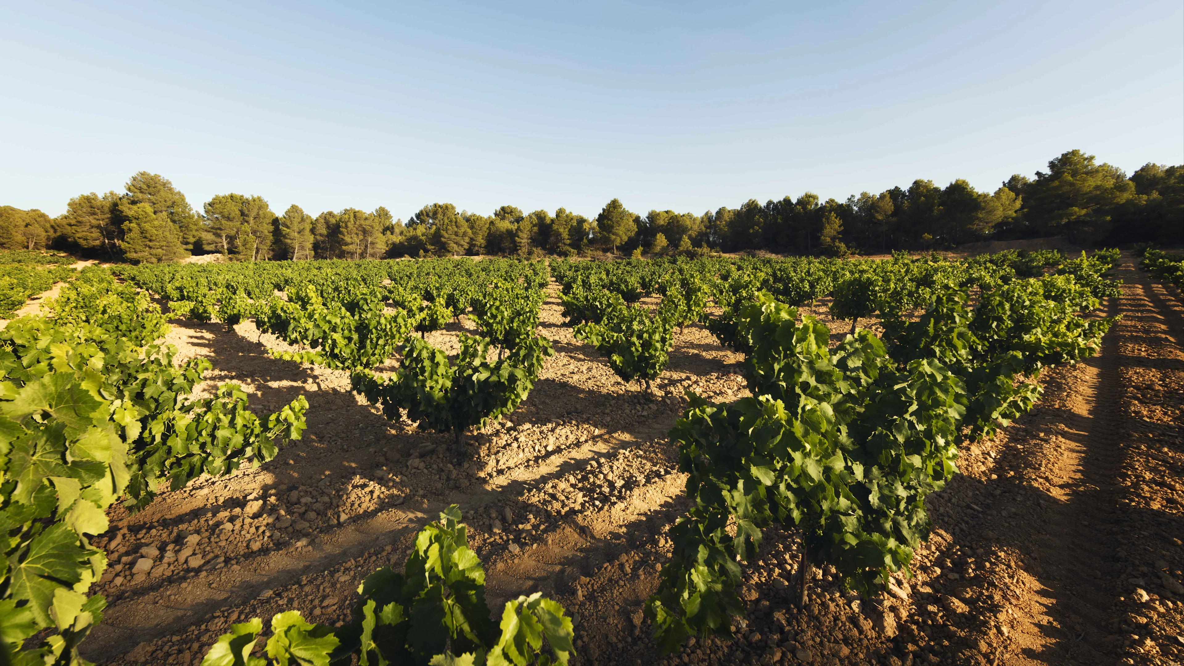 Rows of low-growing grapevines stretching across a sunlit vineyard bordered by trees under a clear blue sky.