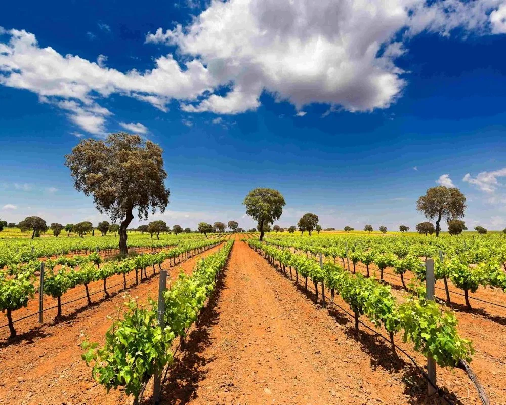 Wine Classifications - Spain - Block 1 - Image