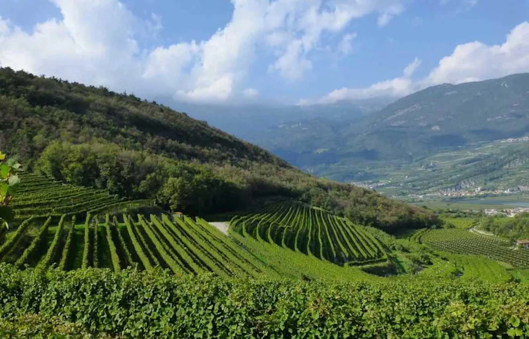 BLOG REBUILD - Beginners Guide to Prosecco - Image 5