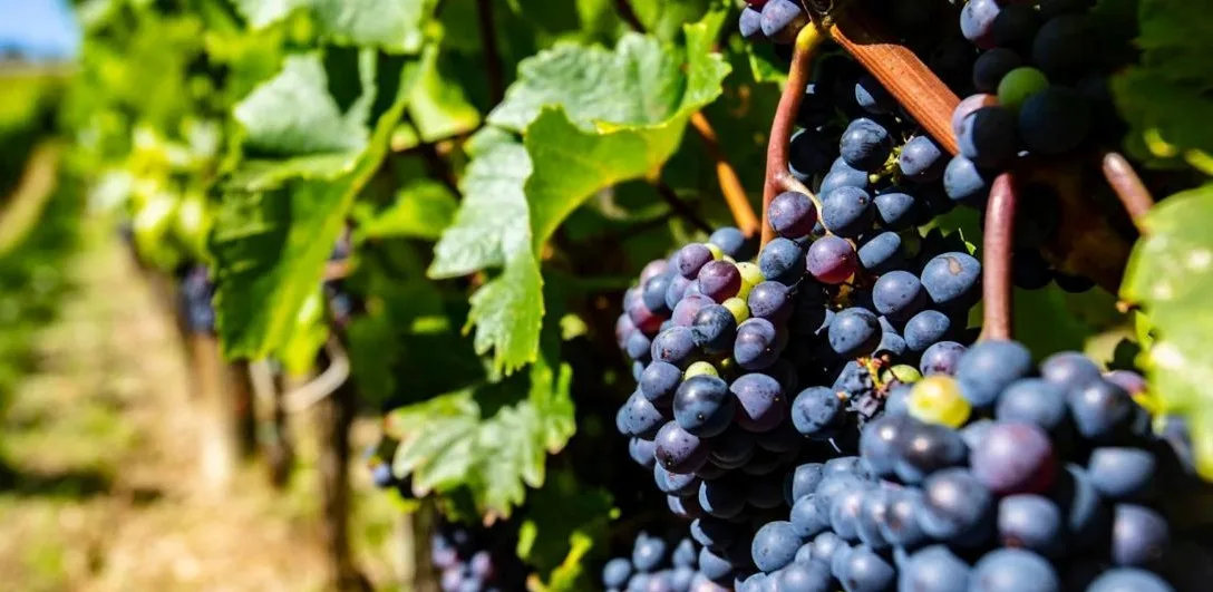 Noble Grape Varieties - Red wine varietals - Image