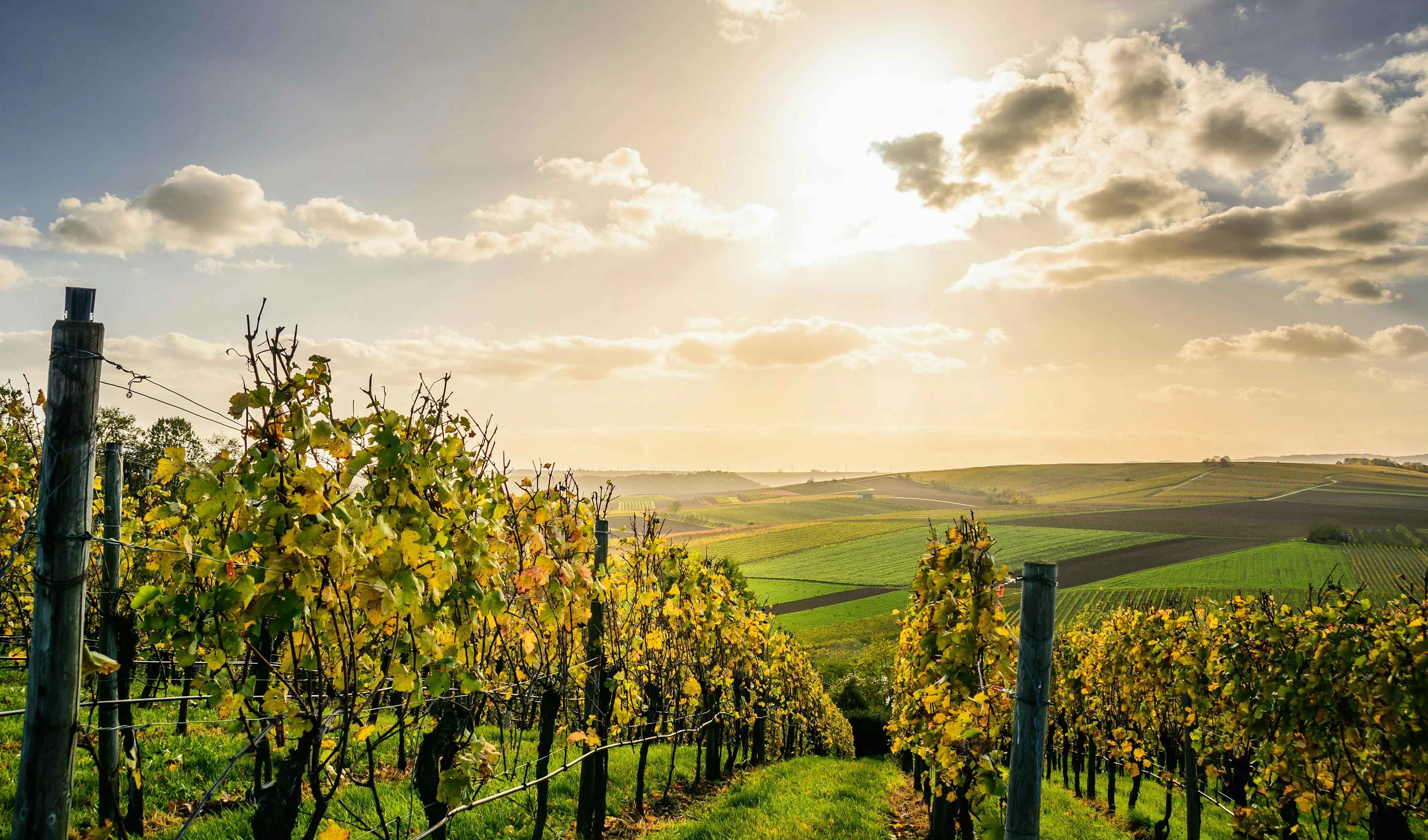 Sunlit vineyard rows with golden leaves stretching across rolling hills under a partly cloudy sky.