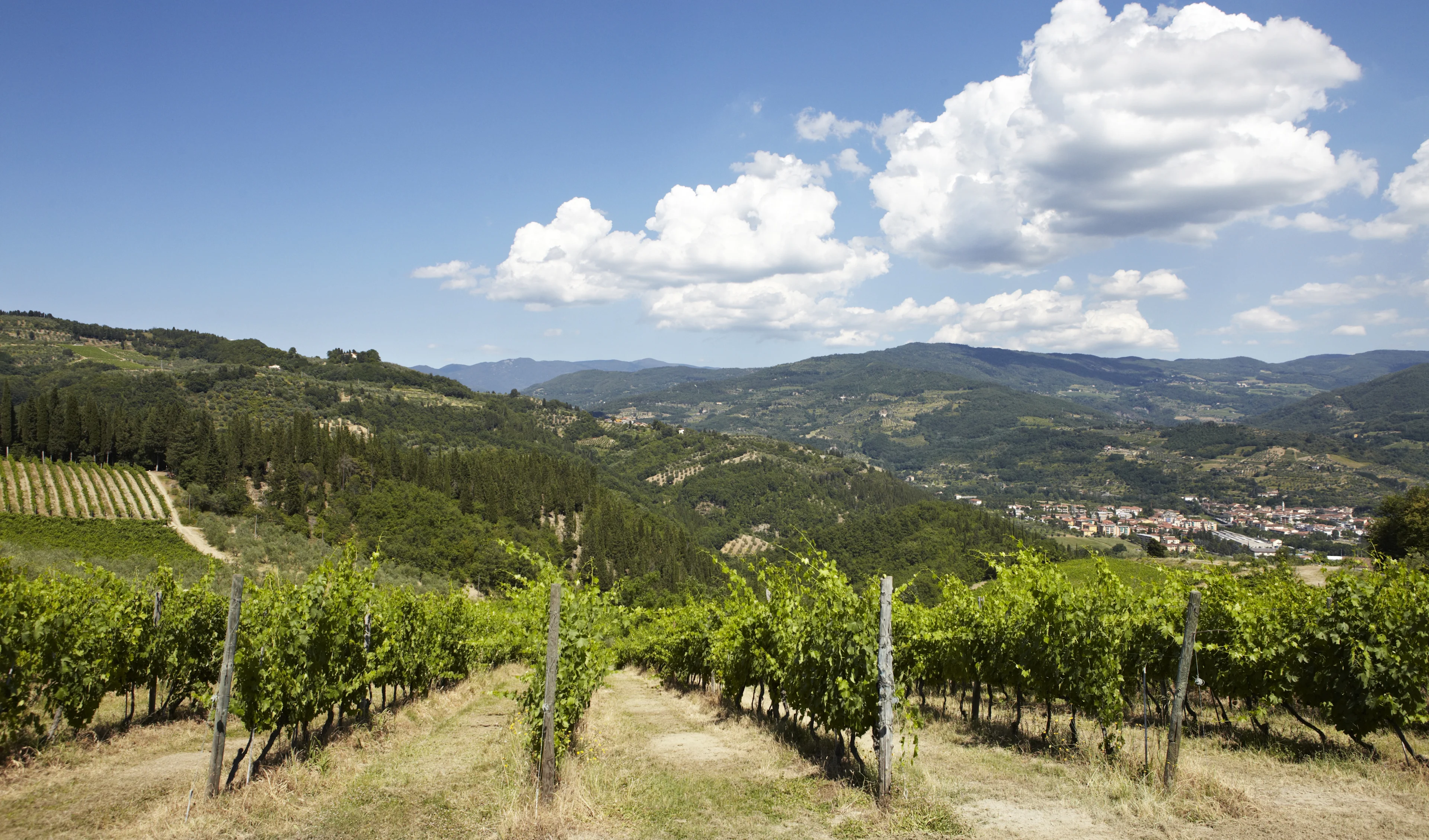 Sunlit vineyard rows overlooking rolling green hills and a distant town under a blue sky with clouds.