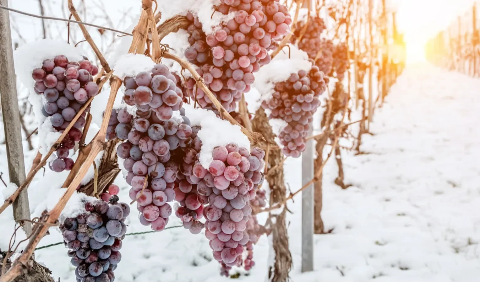 Snow-covered grapes hanging on bare vines in a snowy vineyard during winter sunlight.