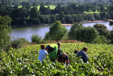 loire cabernet franc harvesting