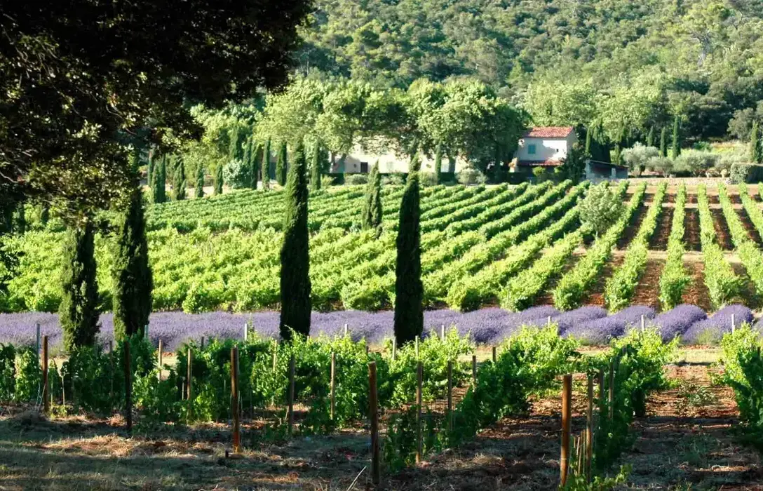 vines of provence