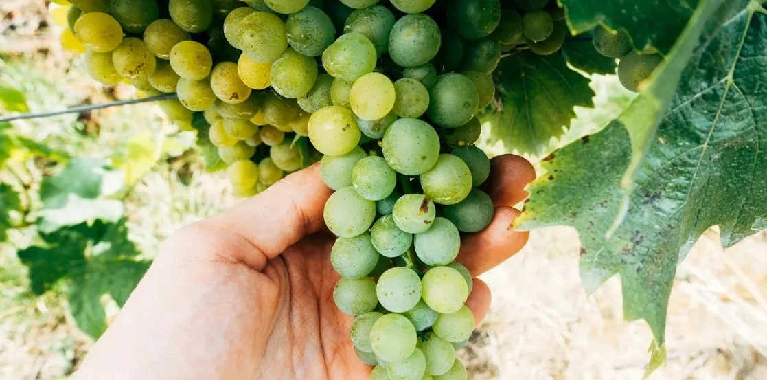 chardonnay grapes