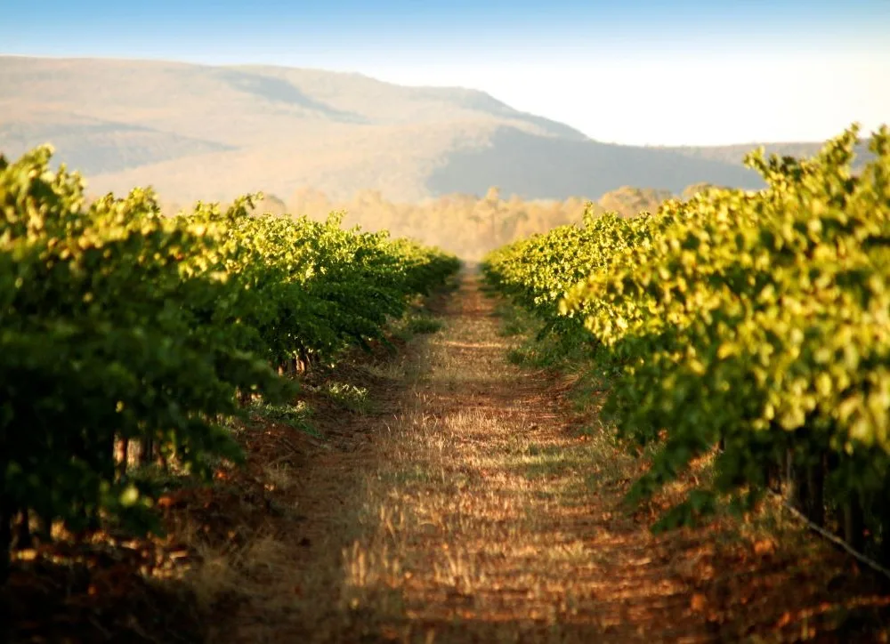Australian Wine Regions - New South Wales - image