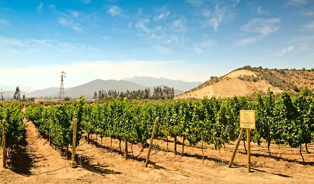 Your guide to Sauvignon Blanc wine