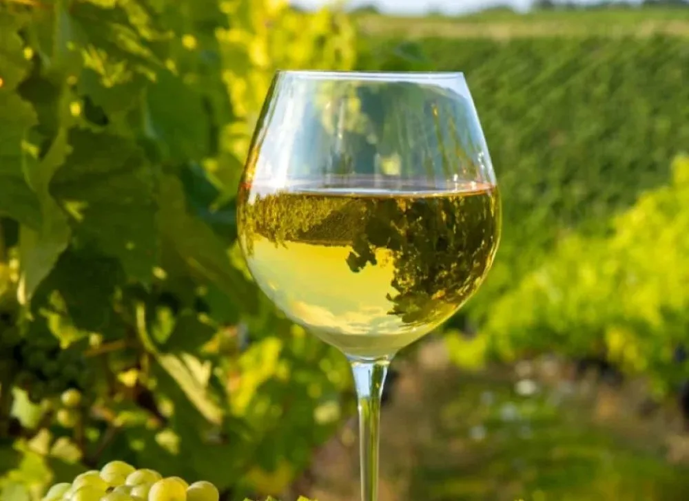 Oaked Versus Unoaked Chardonnay - Differences - Image