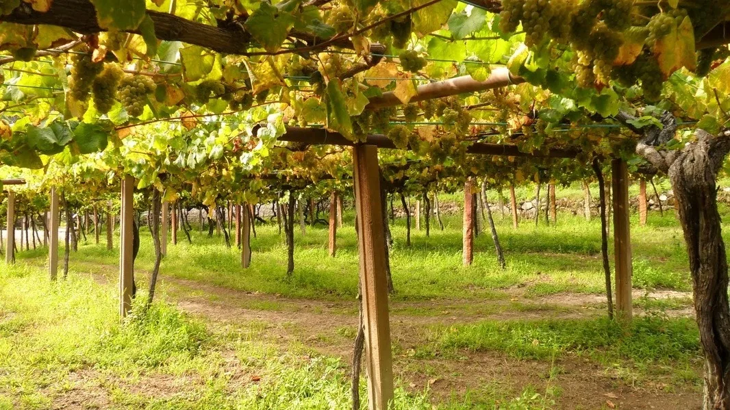 Pergola-trained grapevines with clusters of pale grapes hanging overhead in a vineyard.