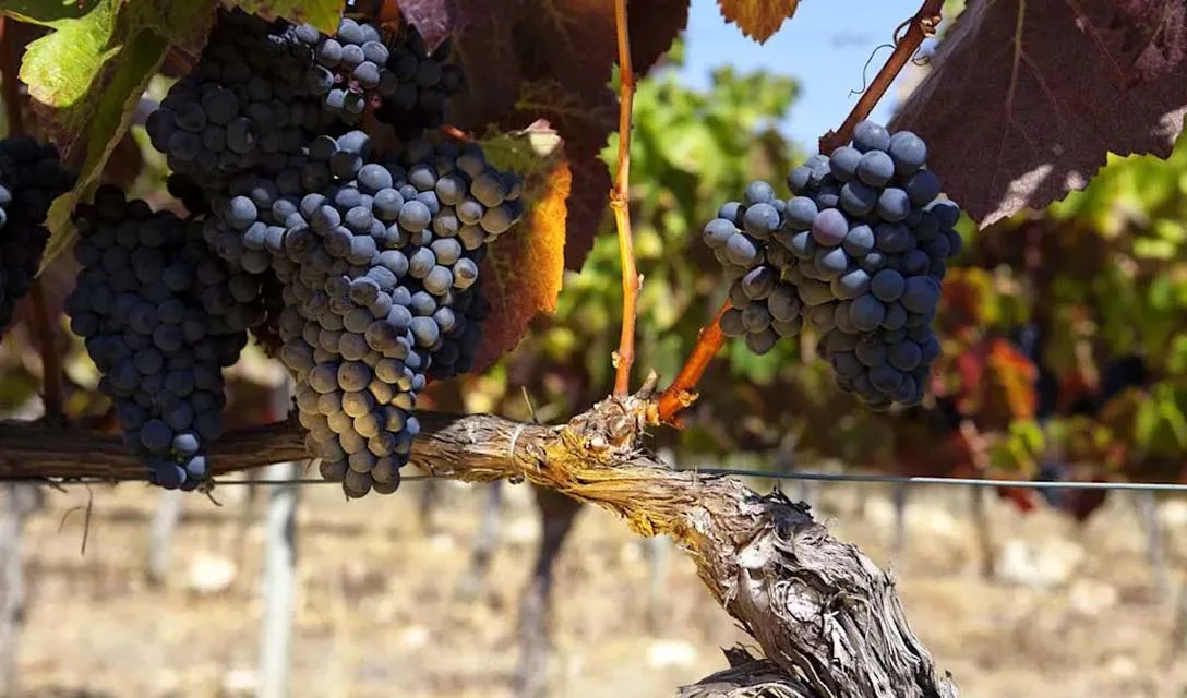 Portuguese wine region