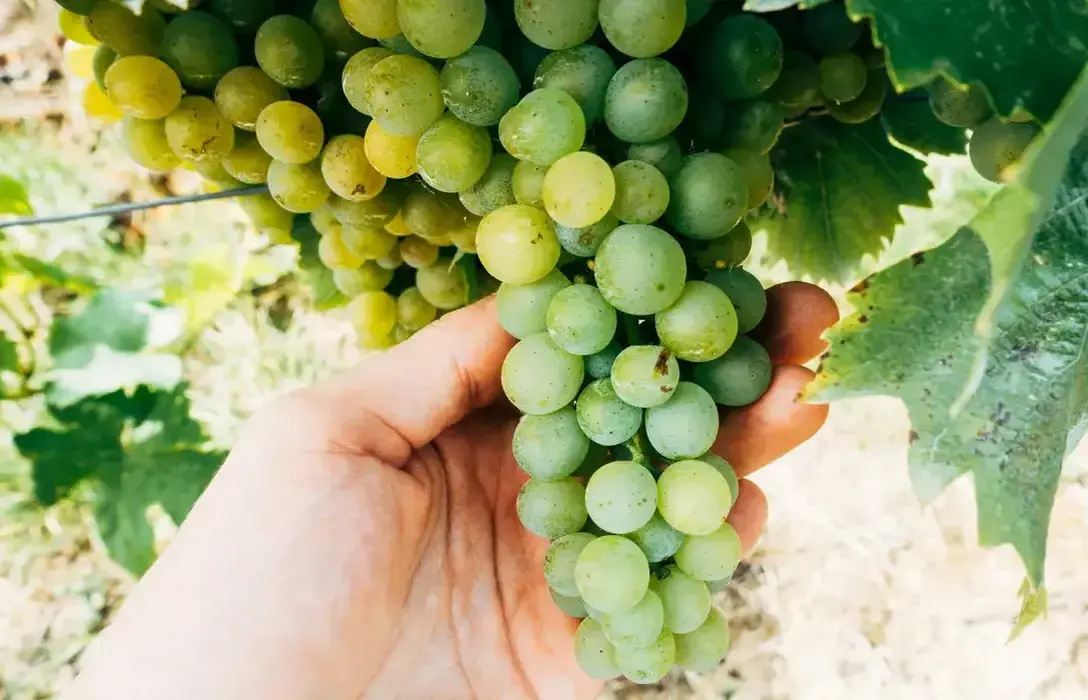 Complete guide to Chardonnay