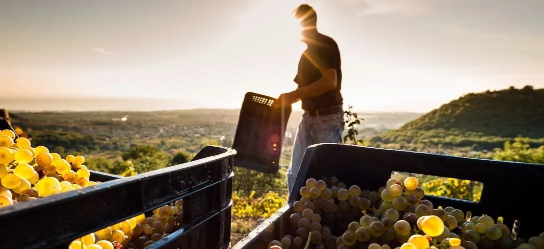 Grape Guide to Viognier - Styles - Image