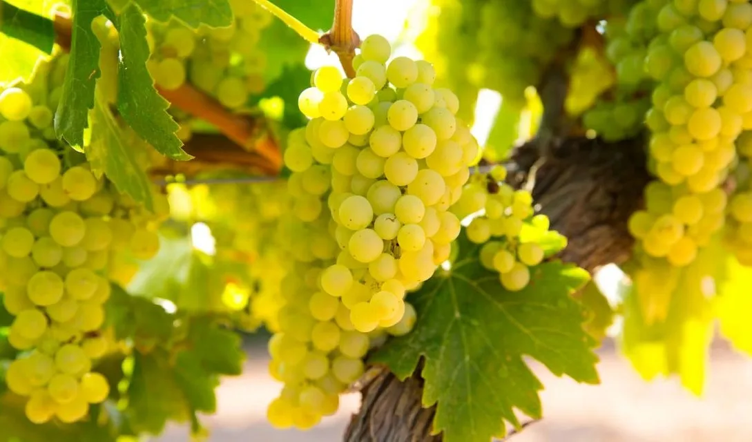 What are noble grape varieties?