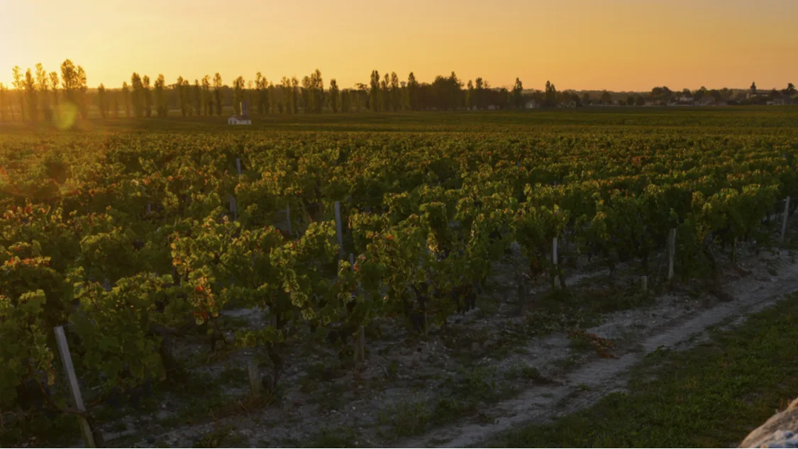 Wide view of vineyard rows stretching across the countryside in golden evening light.