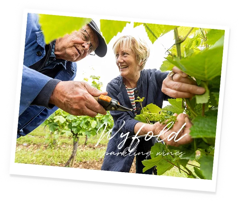 Vineyard Partners - Wyfold News - intro image
