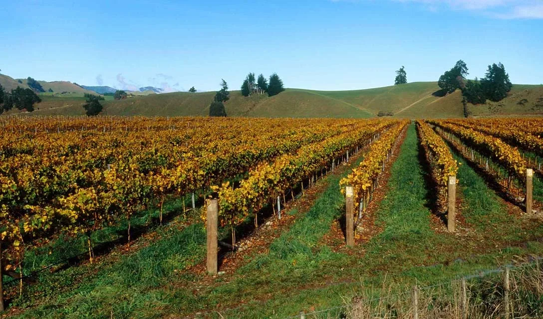 Your Grape Guide to Riesling