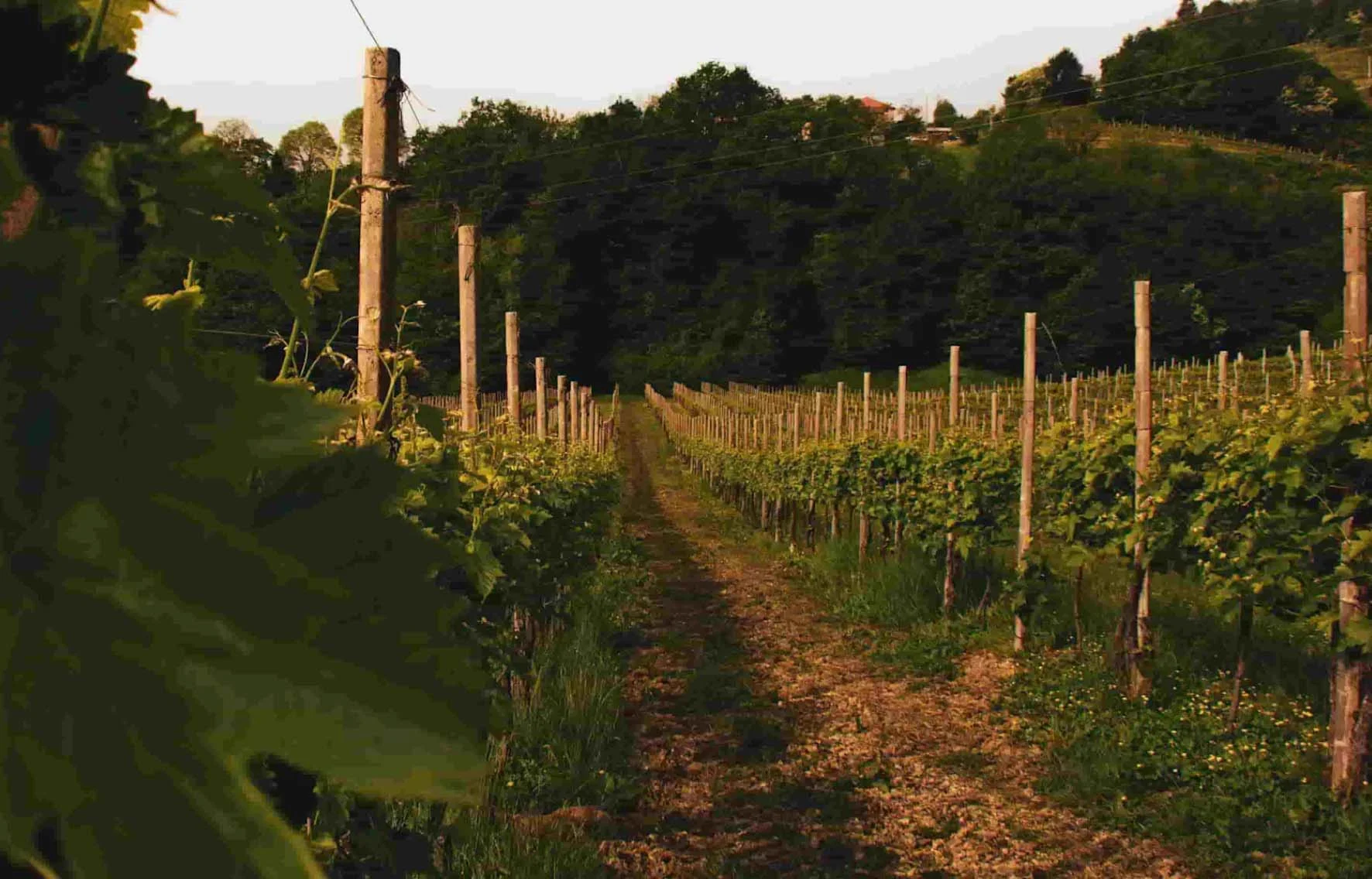 BLOG REBUILD - Beginners Guide to Prosecco - Section 8 - Image