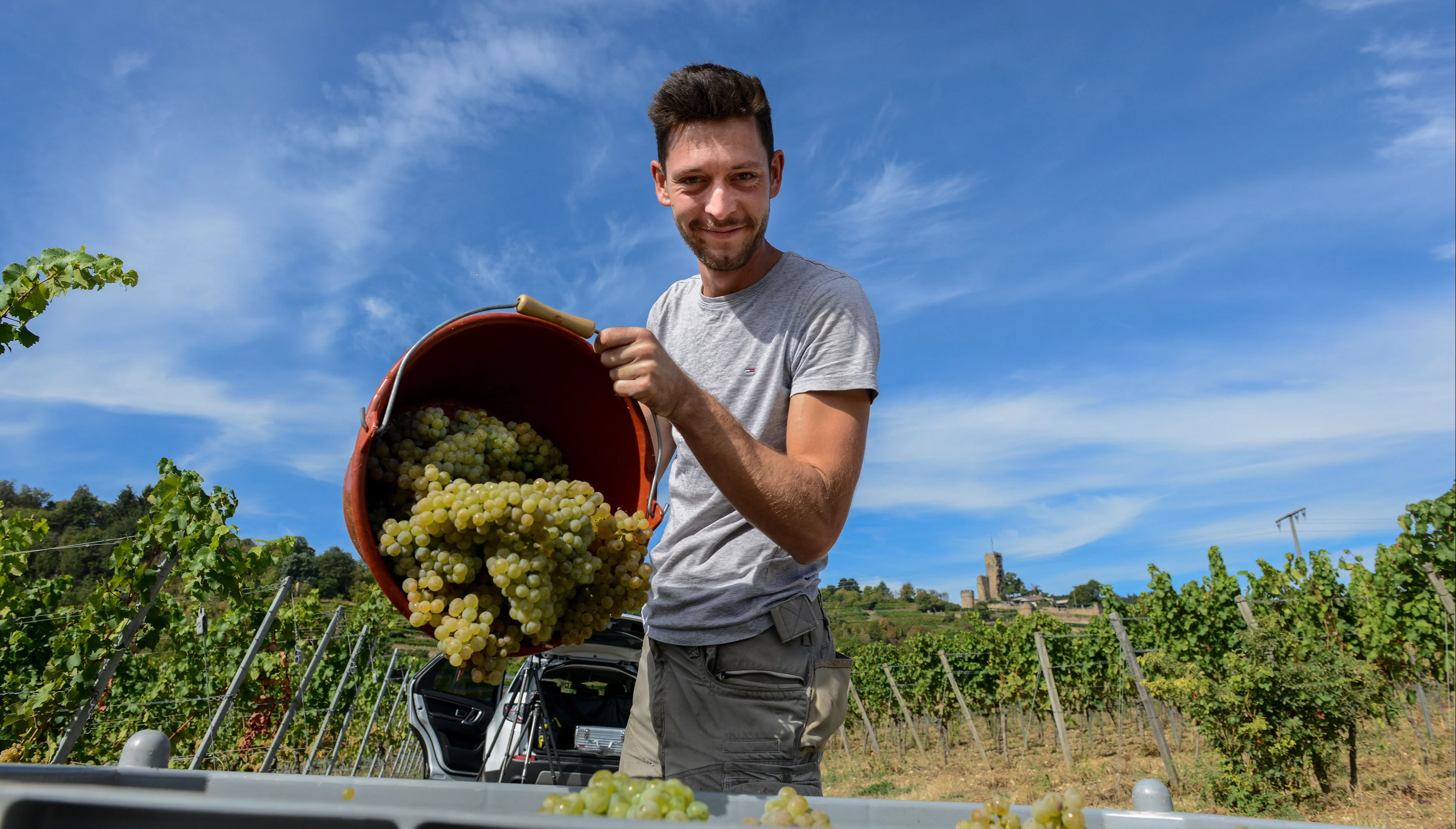 Person tipping a bucket of pale green grapes into a container during harvest in a vineyard under a blue sky.